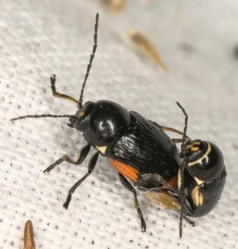 Réf. 325 285 : Cryptocephalus moraei